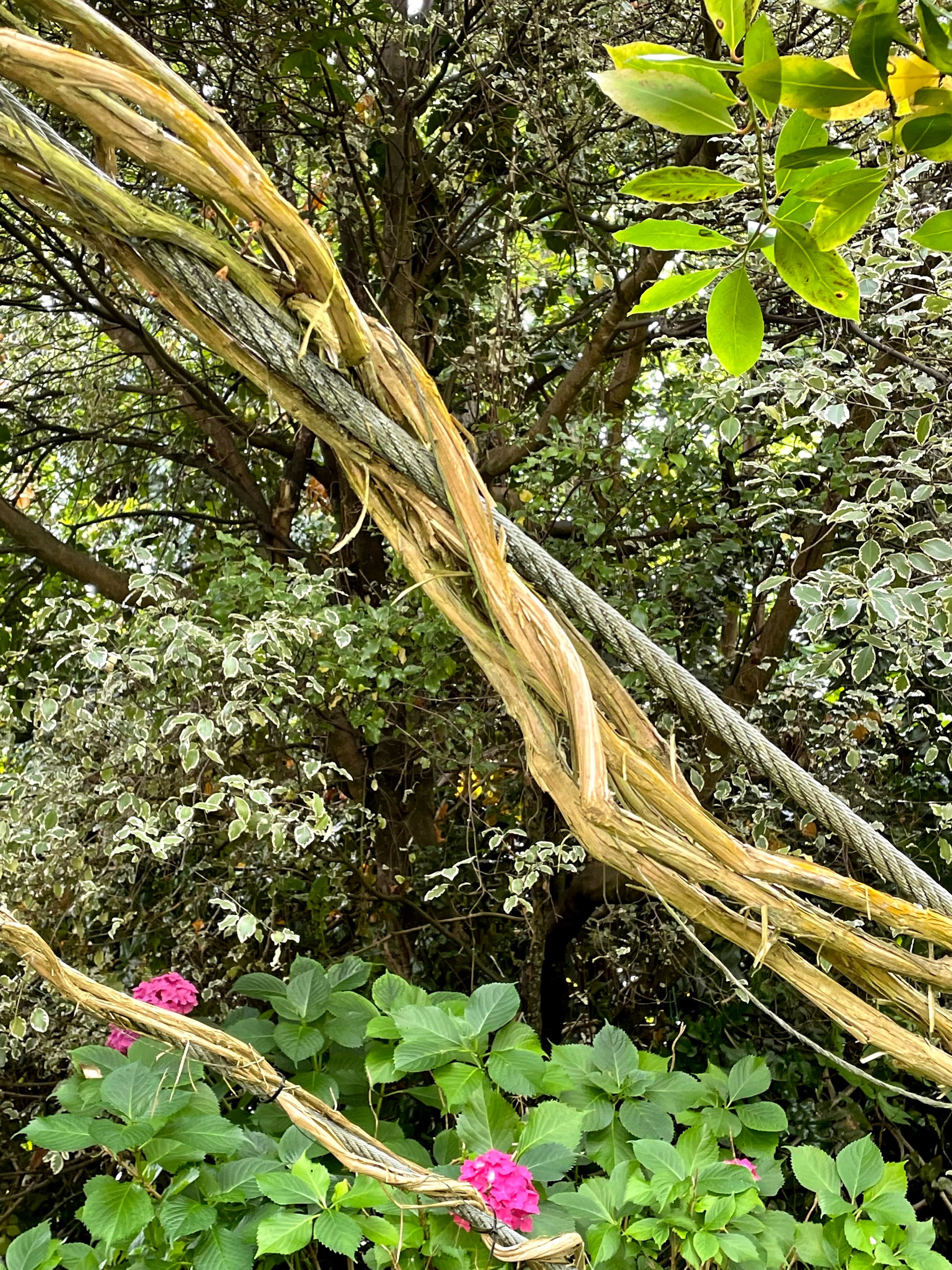 Vines Wrapping Around Cable